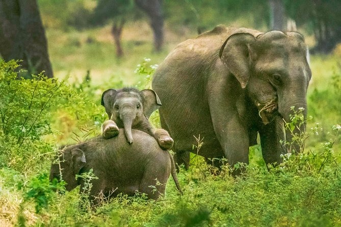 Yala National Park Sri Lanka