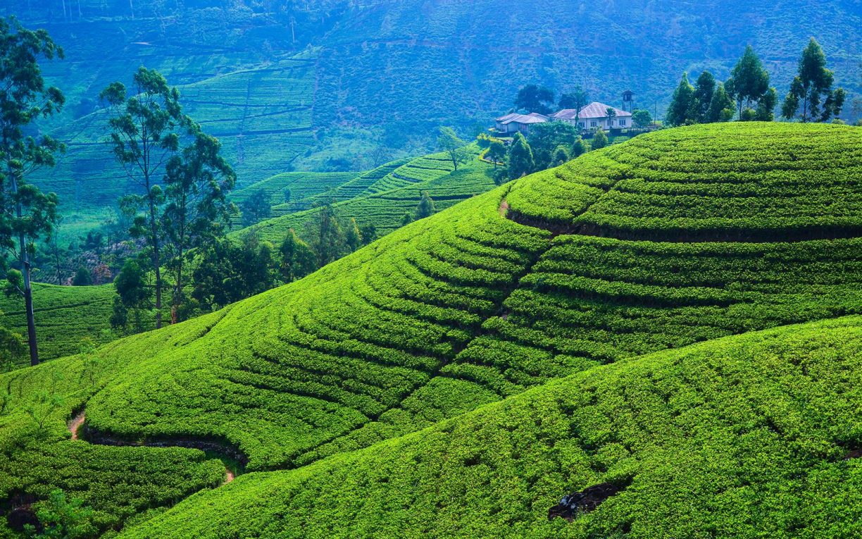 tea-plantation-nuwaraeliya-sri-lanka-1224x765